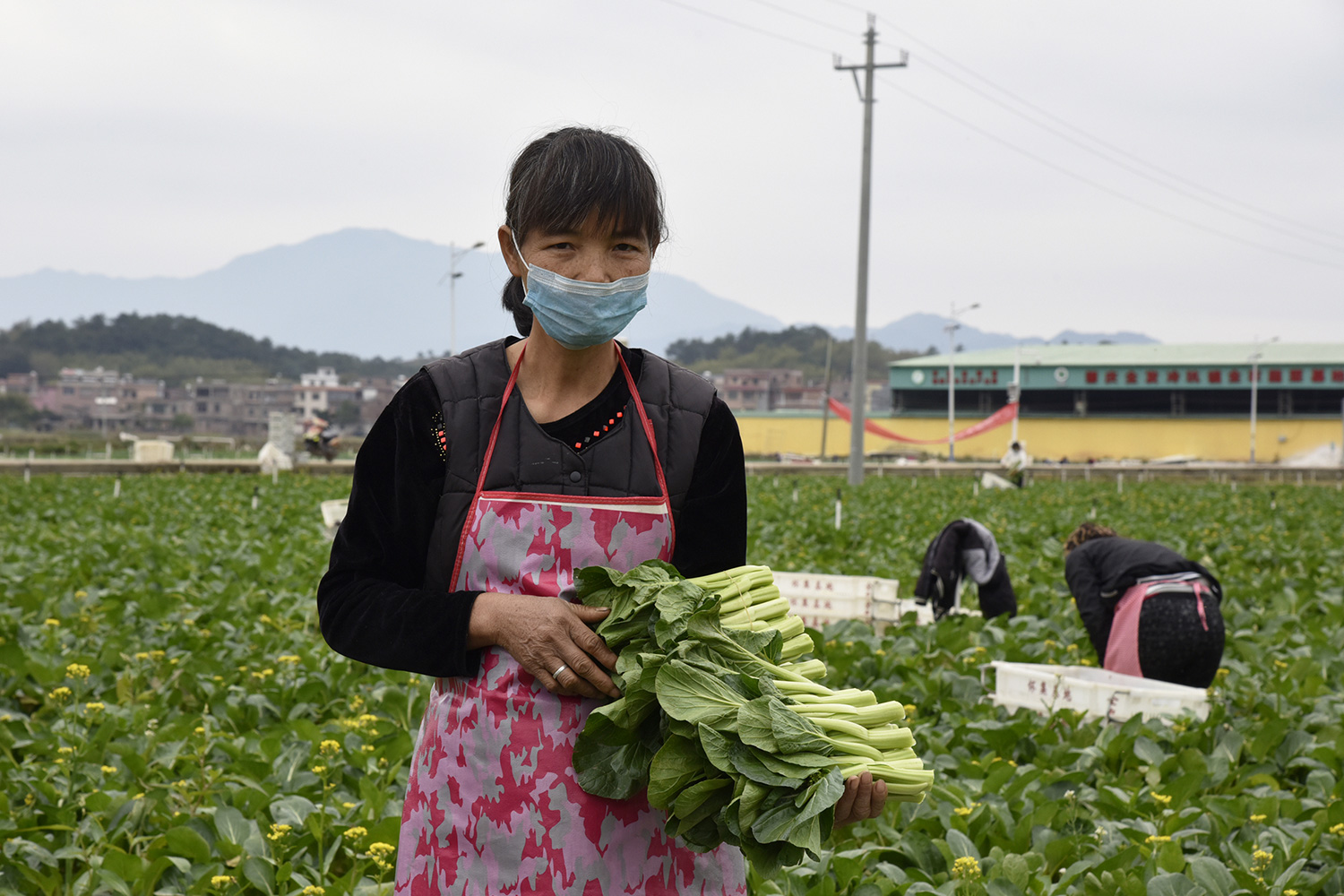 冷坑镇双禄垌现代化农业示范基地，工人在采摘蔬菜-2.JPG